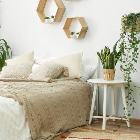 Room with Five Plants that Help You Sleep Better