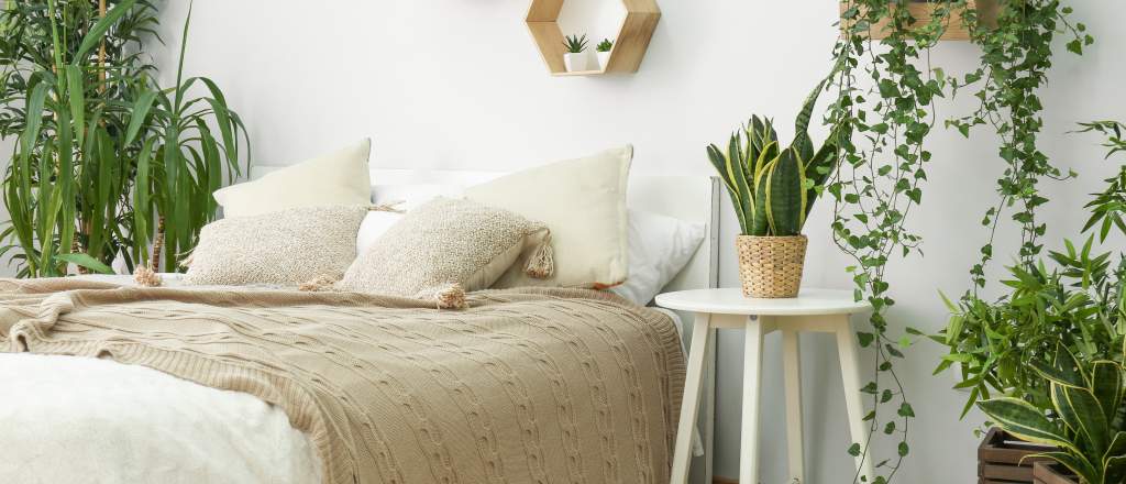 Room with Five Plants that Help You Sleep Better